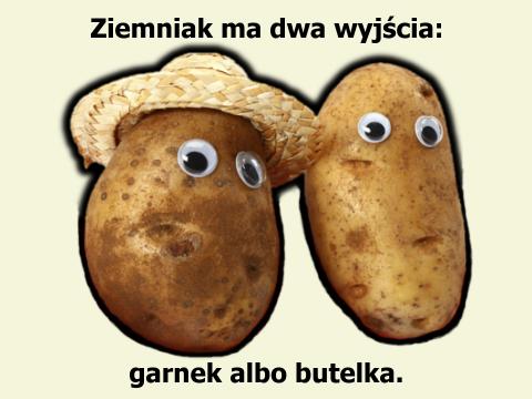 Ziemniak ma dwa wyjścia: garnek albo butelka