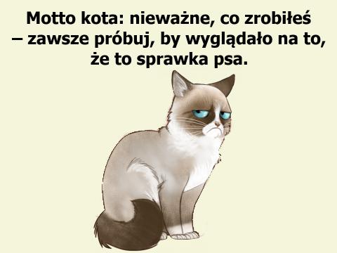 Motto kota: nieważne, co zrobiłeś – zawsze próbuj, by wyglądało na to, że to sprawka psa.