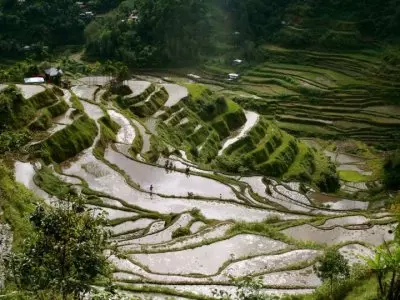 Filipiny, Tarasy ryżowe w Banaue